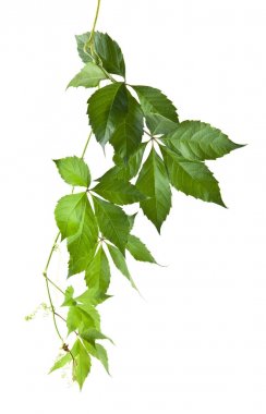 Beyaz arka plan closeup izole yaprak