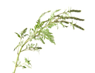 Beyaz arka plan closeup izole ambrosia