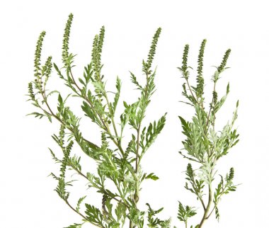 Beyaz arka plan closeup izole ambrosia