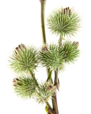 Beyaz arka plan closeup izole Thistle süt