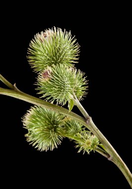 bir siyah arka plan portre üzerinde süt Thistle