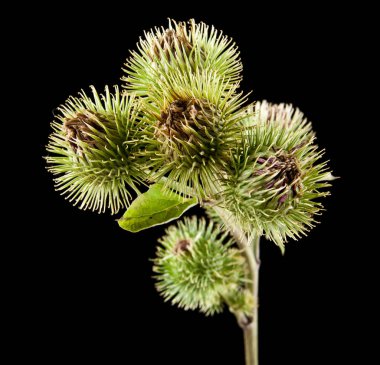 bir siyah arka plan portre üzerinde süt Thistle