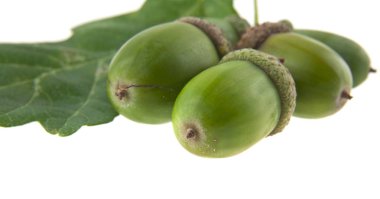 Beyaz arka plan closeup izole meşe palamutları