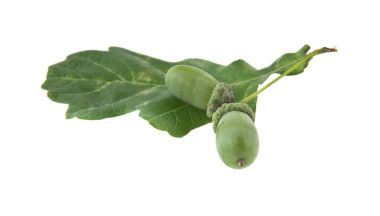 Beyaz arka plan closeup izole meşe palamutları