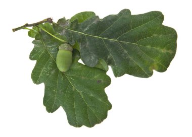 Beyaz arka plan closeup izole meşe palamutları