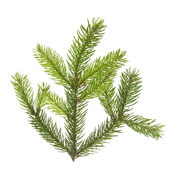 Branch of Christmas tree isolated on white background — Stock Photo, Image