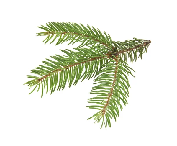 Noel ağacının beyaz arka planda izole edilmiş dalı