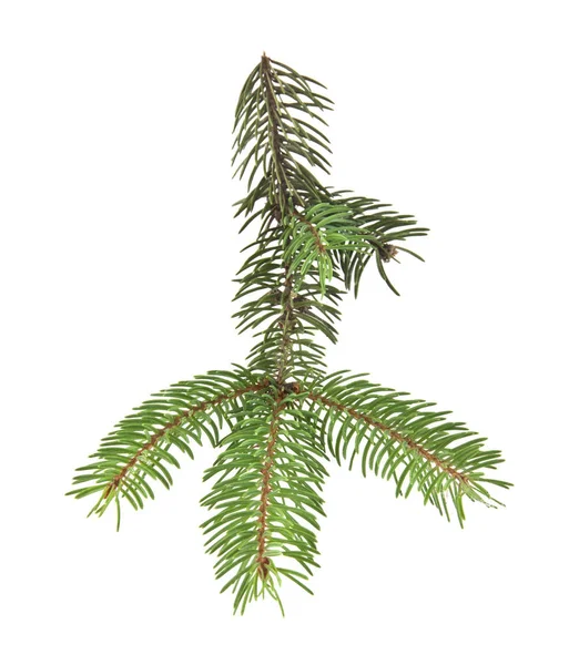 Noel ağacının beyaz arka planda izole edilmiş dalı