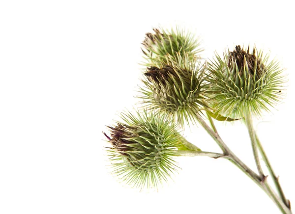 Milk thistle isolated on white background — Stock Photo, Image