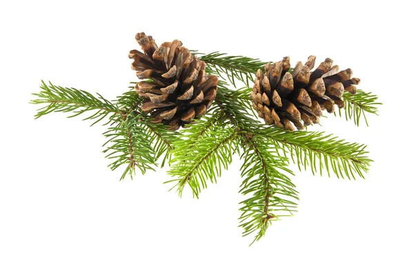 Branch of Christmas tree with cones isolated on white background — Stock Photo, Image