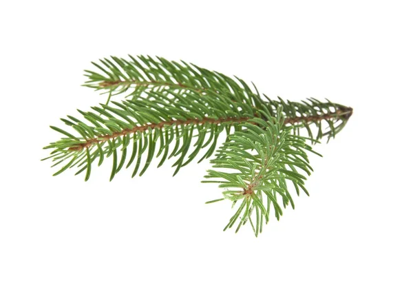 Christmas tree branch isolated on white background closeup — Stock Photo, Image