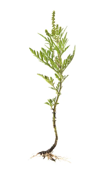 Ambrosia isolated on white background closeup — Stock Photo, Image