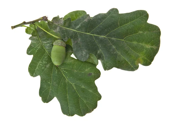 Beyaz arka plan closeup izole meşe palamutları