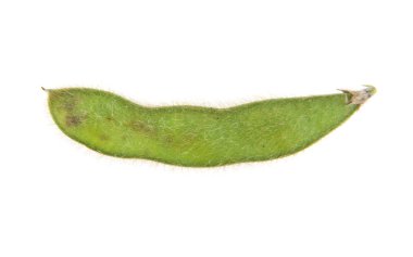 Soya fasulyesi beyaz arkaplanda izole