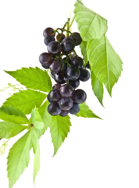 Beyaz arka plan closeup izole üzüm