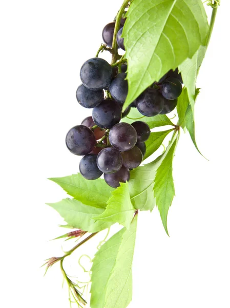 Winogrona na białym tle na białe tło zbliżenie — Zdjęcie stockowe