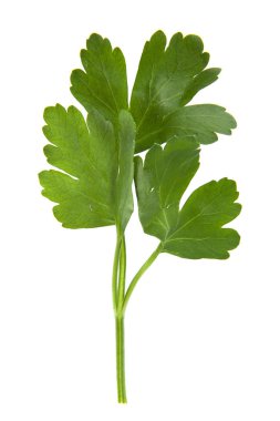 Maydanoz beyaz arkaplanda izole
