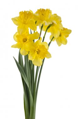 Beyaz arkaplanda izole edilmiş sarı nergis çiçekleri