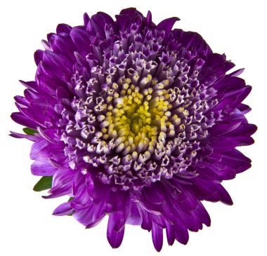 Beyaz arka plan closeup izole aster