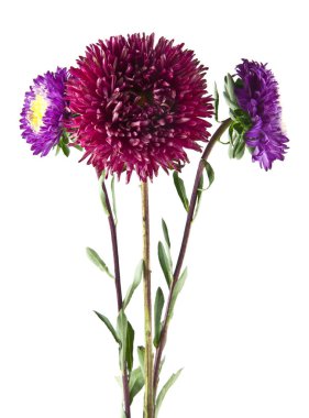 Beyaz arka plan closeup izole aster