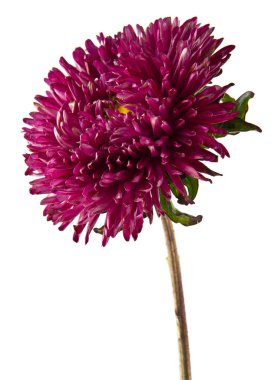 Beyaz arka plan closeup izole aster