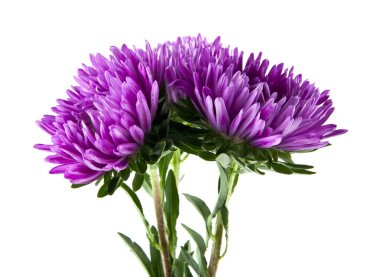 Beyaz arka plan closeup izole aster