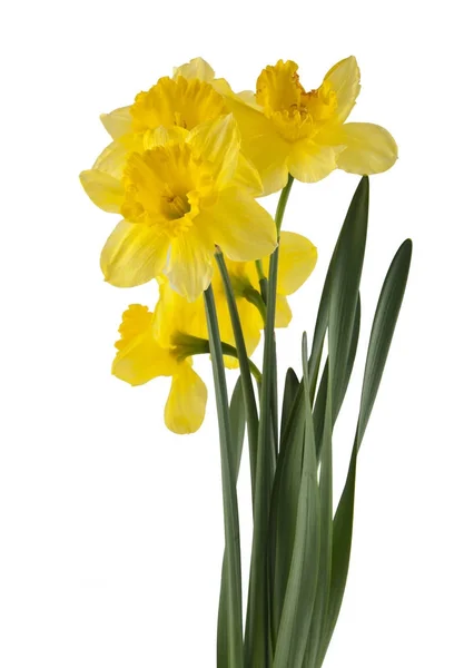 Gele narcis bloemen geïsoleerd op witte achtergrond — Stockfoto