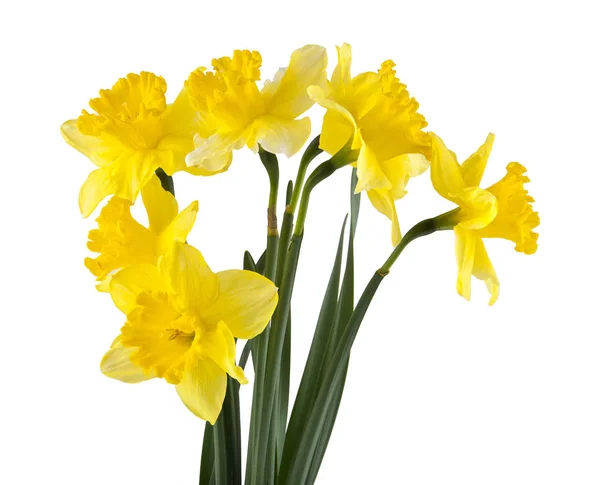 Żółty żonkil kwiaty izolowane na białym tle — Zdjęcie stockowe