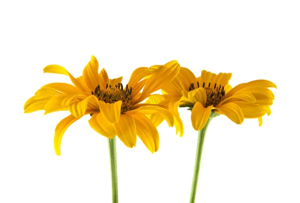 Gele bloemen geïsoleerd op een witte achtergrond closeup — Stockfoto