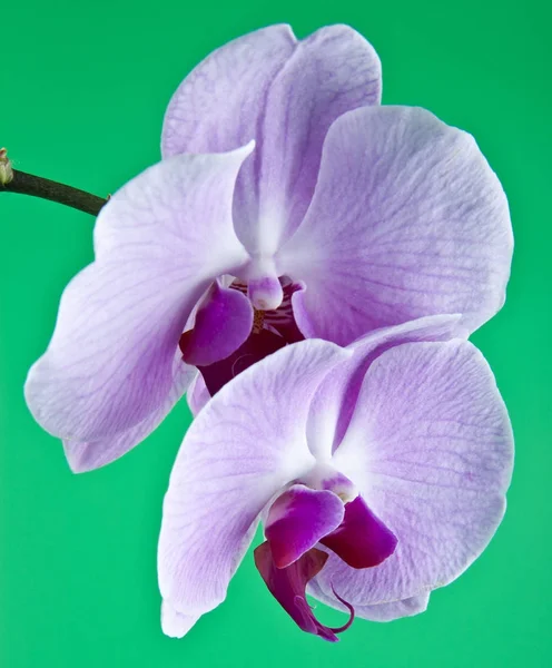 Kwiaty Orchid na zielonym tle — Zdjęcie stockowe