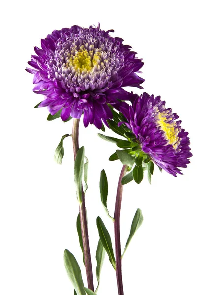 Beyaz arka plan closeup izole aster — Stok fotoğraf