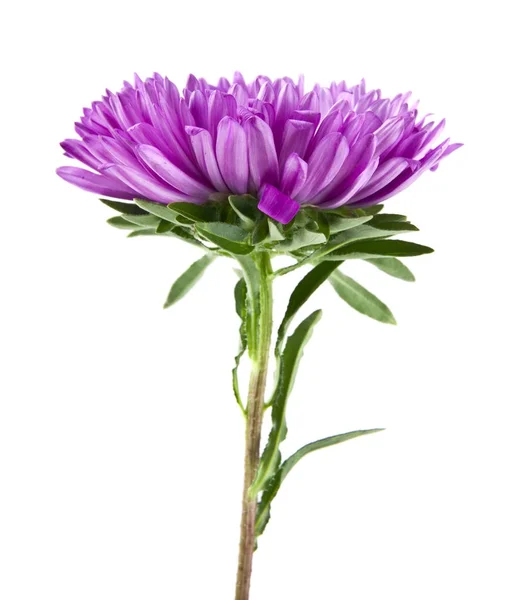 Aster geïsoleerd op een witte achtergrond closeup — Stockfoto