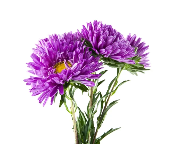 Aster isolerad på vit bakgrund närbild — Stockfoto