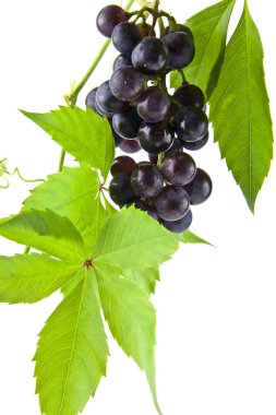 Beyaz arka plan closeup izole üzüm