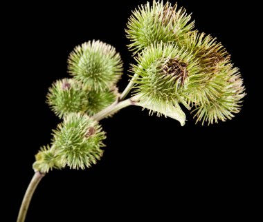 bir siyah arka plan portre üzerinde süt Thistle