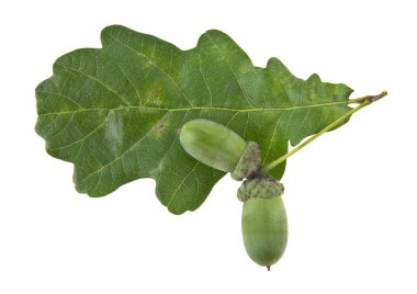 Beyaz arka plan closeup izole meşe palamutları