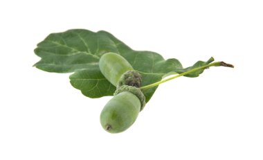 Beyaz arka plan closeup izole meşe palamutları