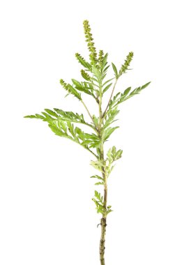 Beyaz arka plan closeup izole ragweed