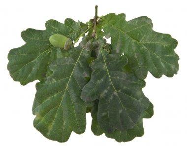 Beyaz arka plan closeup izole meşe palamutları