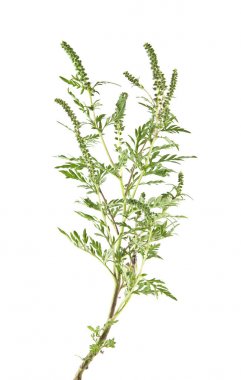 Beyaz arka plan closeup izole ragweed