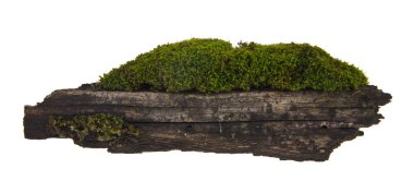 Beyaz arka plan closeup izole yosun