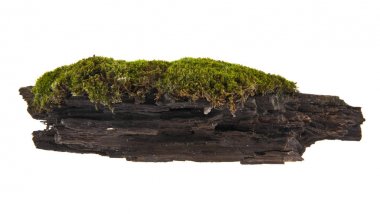 Beyaz arka plan closeup izole yosun