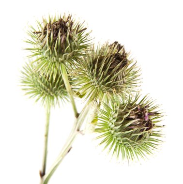 Beyaz arka plan closeup izole Thistle süt