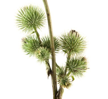 Beyaz arka plan closeup izole Thistle süt