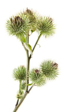 Beyaz arka plan closeup izole Thistle süt