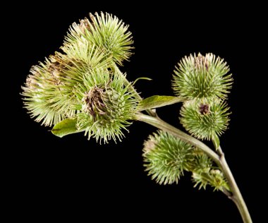 Bir siyah arka plan closeup izole süt thistle