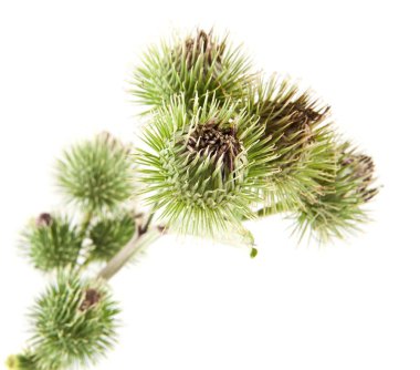 Beyaz arka plan closeup izole Thistle süt