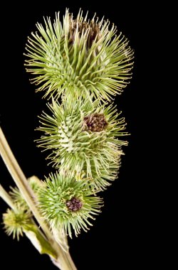 Milk thistle isolated on a black background closeup clipart