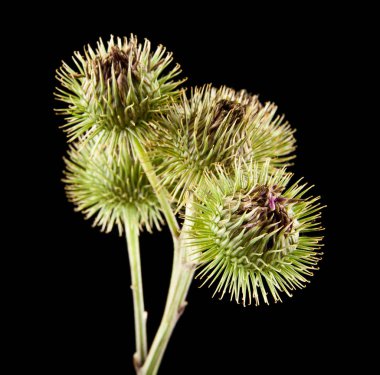 Bir siyah arka plan closeup izole süt thistle