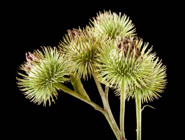 Bir siyah arka plan closeup izole süt thistle